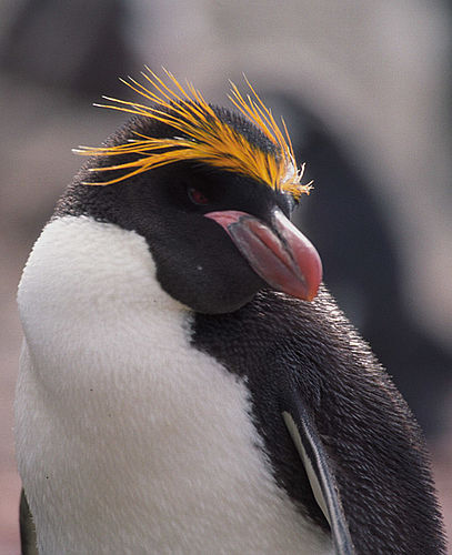 Macaroni penguin